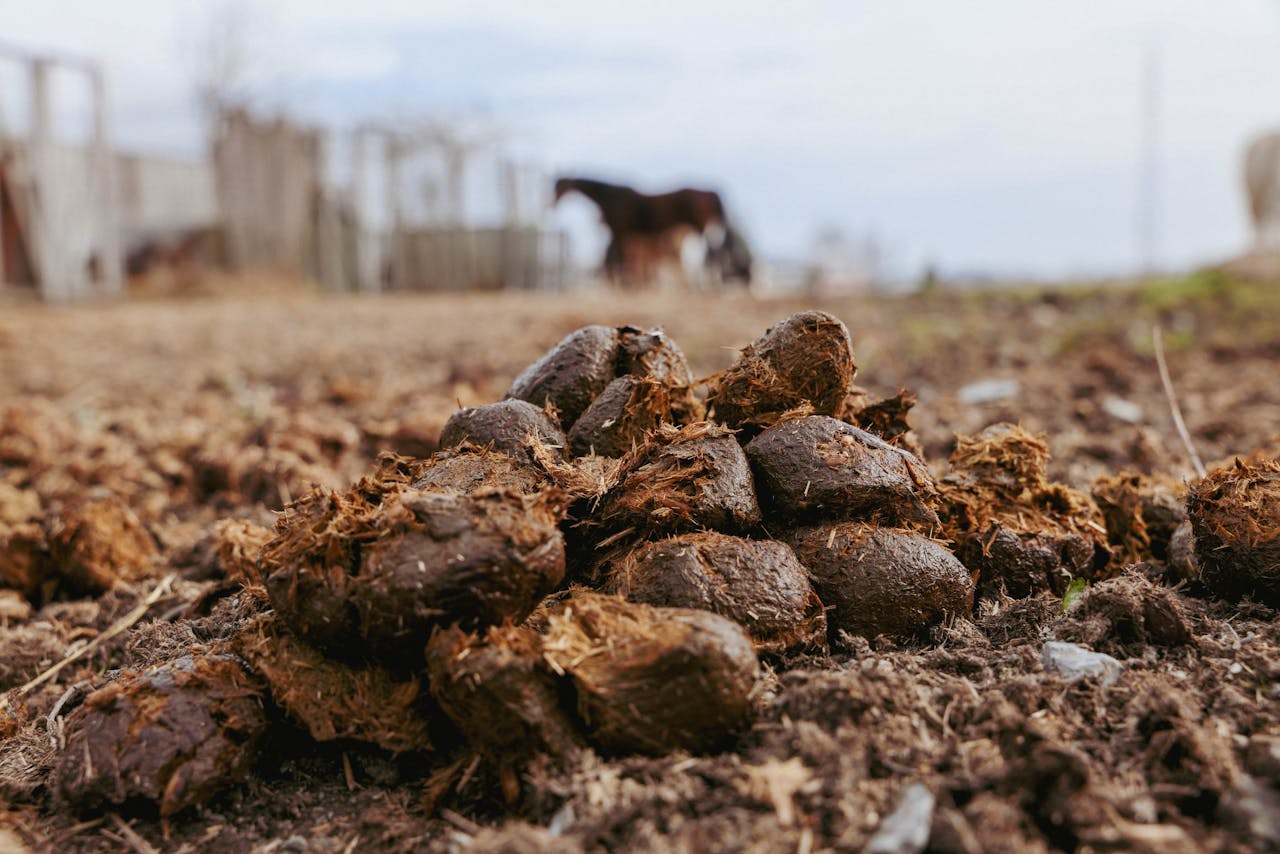 our-mission Detailed image of horse droppings in outdoor farmland with blurred background.