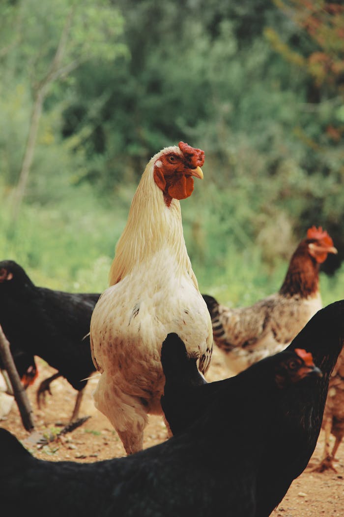 my-work-02 A vivid close-up of roosters and hens roaming freely on a farm under daylight.