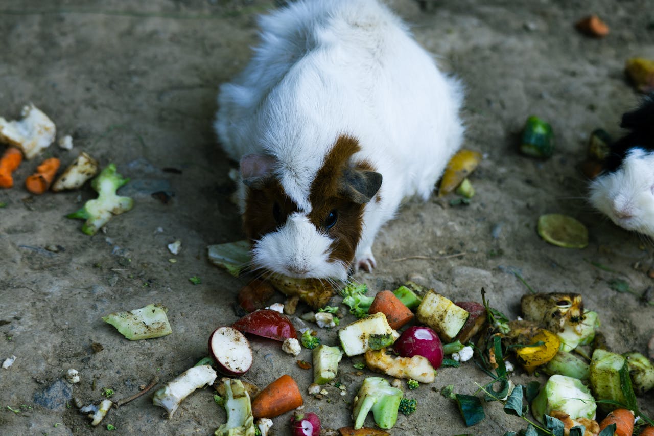 featured-portfolio-03 A cute guinea pig nibbling on assorted vegetables and fruits outdoors.