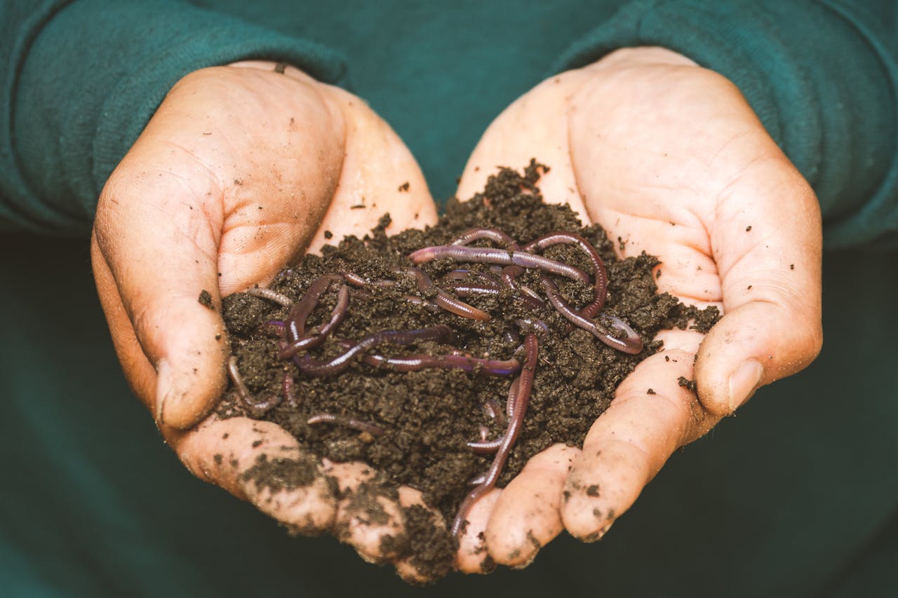bts-img-03 Close-up of hands holding earthworms in fertile soil, symbolizing natural composting.
