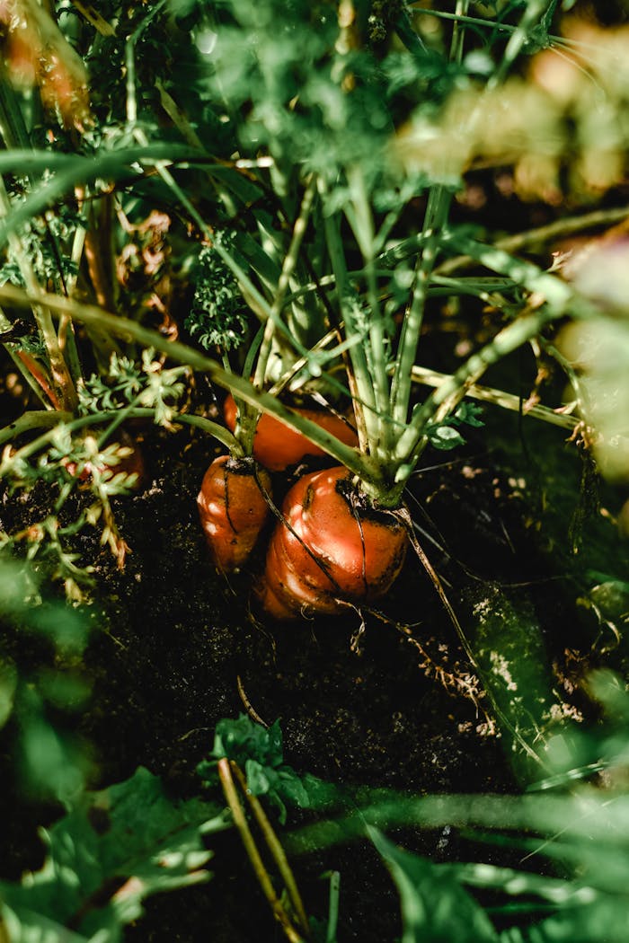 my-work-03 Close-up of fresh carrots growing in Vihtra, Estonia garden, showcasing vibrant nature