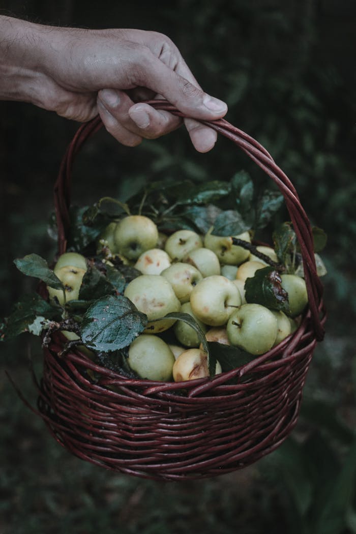 my-work-04 A hand holding a woven basket filled with freshly picked green apples and leaves.